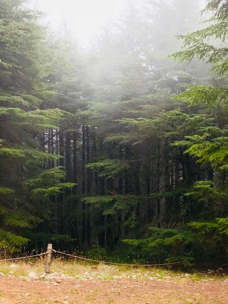 Illustration of Lebanese culture icons including cedar tree for a Lebanese culture quiz and personality quiz