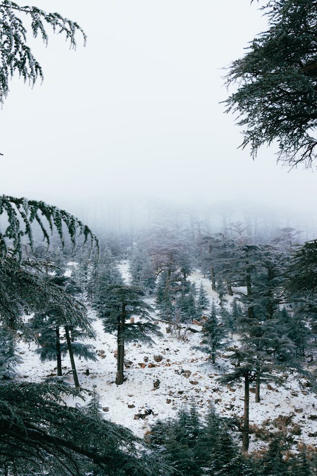 The Cedar trees of Lebanon representing the strength of the INFJ Personality and Levantine Heritage.